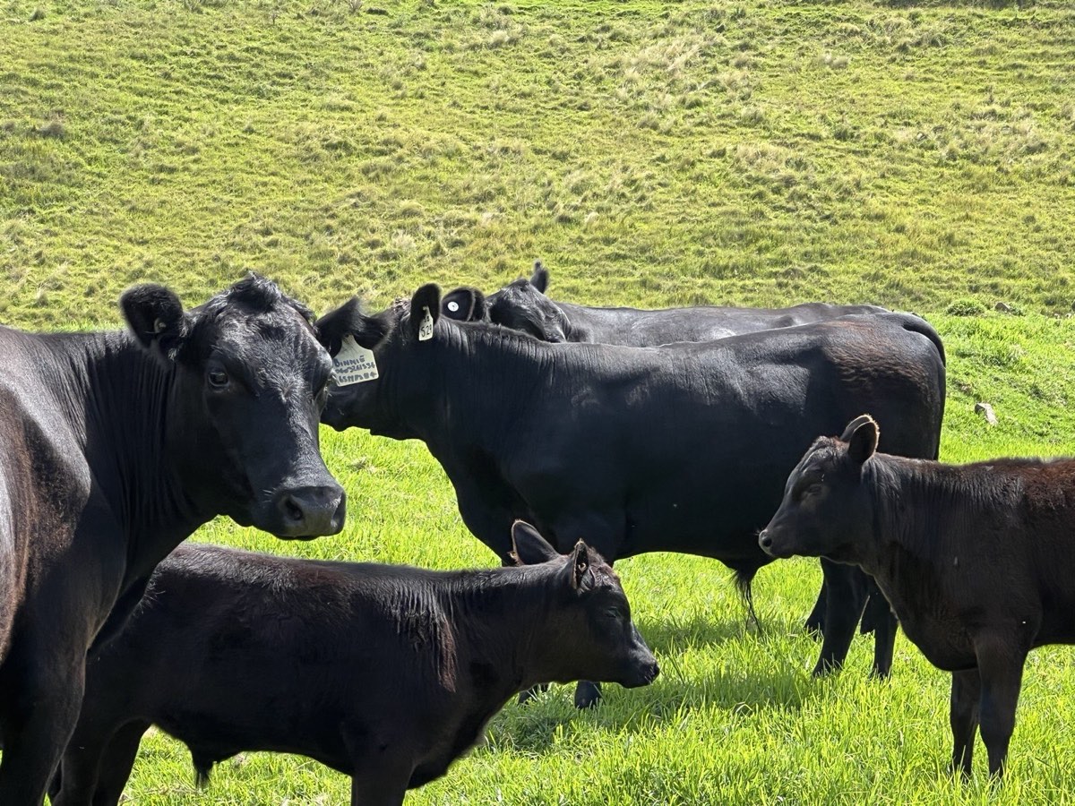 Black cattle standing in green pasture