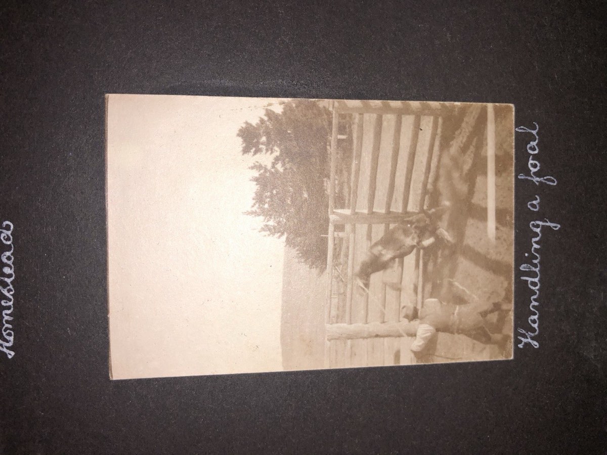 Old photograph of a foal being handled in timber yards