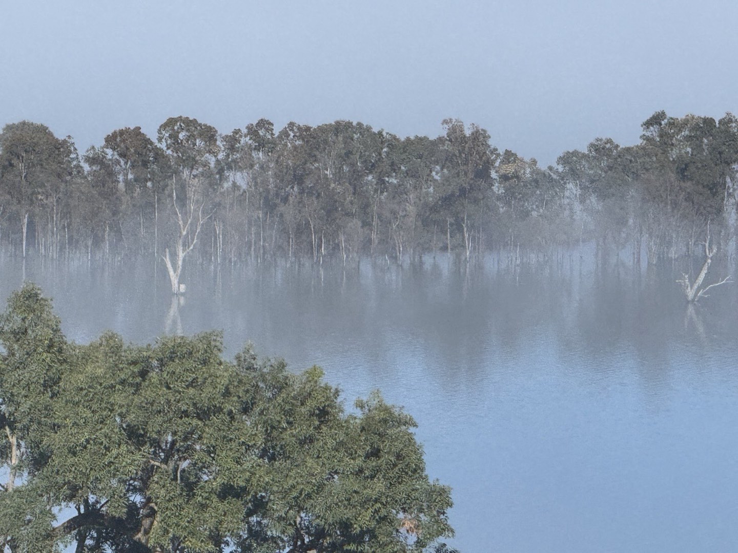Mist rising off the lake among drowned trees