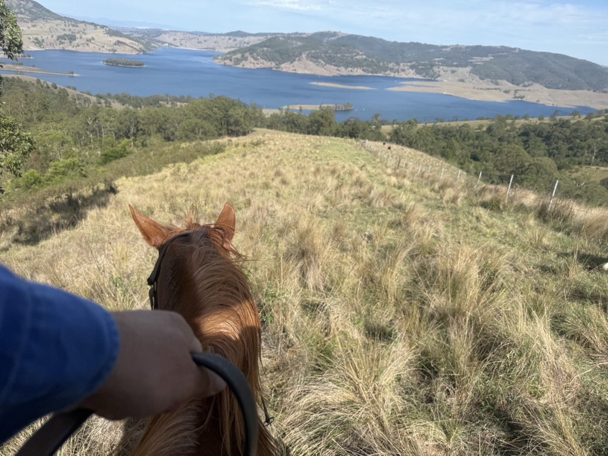 View between a horse's ears over grassland toward the lake