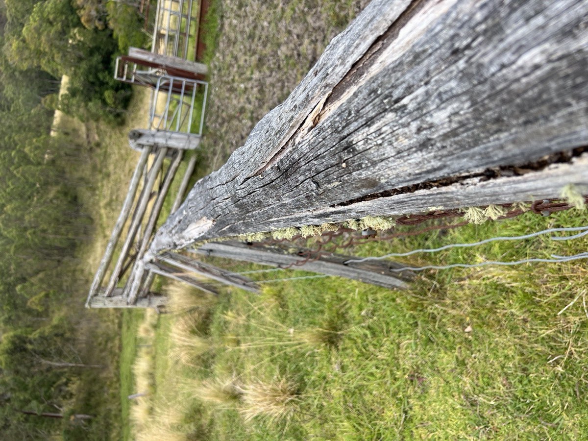 Weathered timber cattle yards